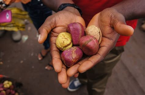  Kola Nut: Un racconto di astuzia e generosità tra le tribù Yoruba