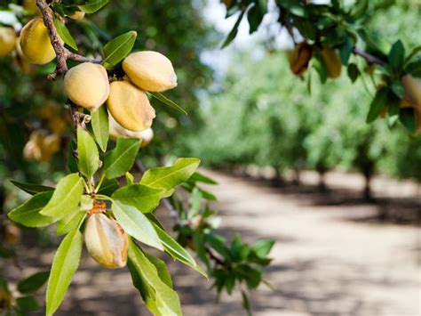 The Almond Tree of Life! A Story Rooted Deep in Mexican Folklore