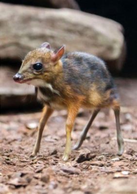 The Intrepid Mouse Deer and Its Quest for Culinary Delight!