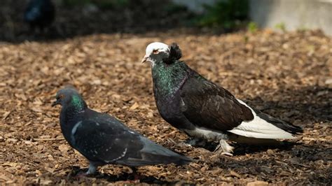  The Prince and His Pigeon: A Curious Tale of Compassion and Transformation From 16th Century Turkey