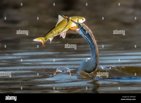  “The Unlucky Fisherman”: A Folktale that Explores Themes of Greed and Humility