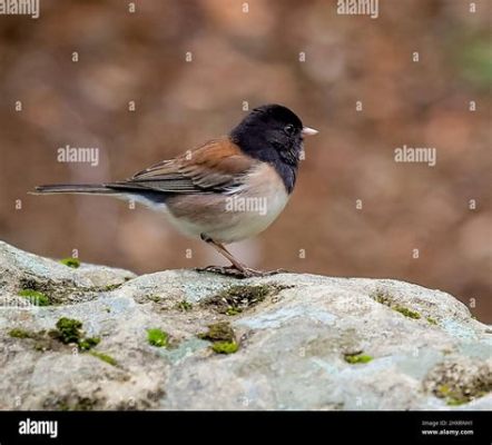  The Valiant Sparrow: Una Piccola Storia Pakistana del XV Secolo che Insegna il Vero Significato della Forza!