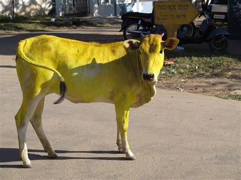  Yellow Cow: Un Mito Americano Perduto Nel Tempo?